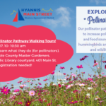 Hyannis Main Street Pollinator Pathway Walking Tours