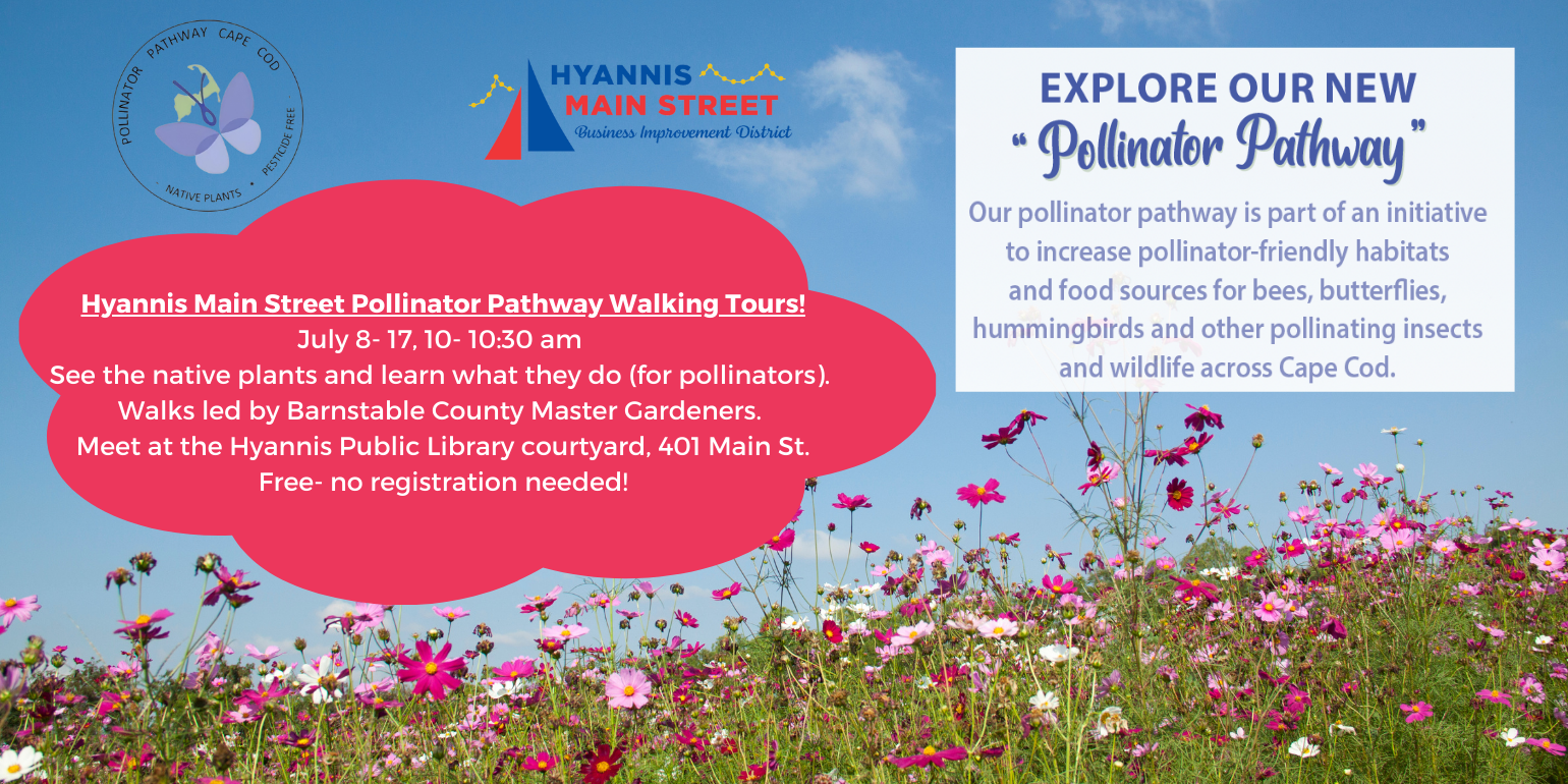 Hyannis Main Street Pollinator Pathway Walking Tours